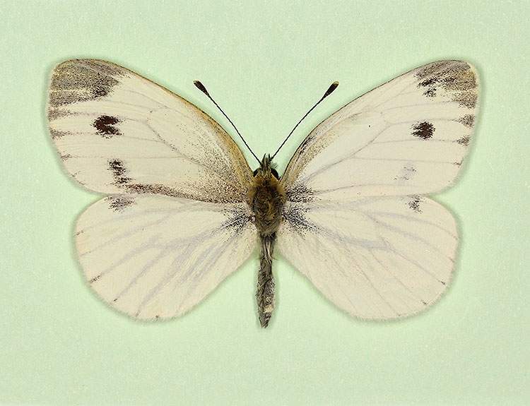 Pieris napi (gynandromorph 6) (Internet Image property of respective owner, non-commercial use only)